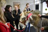finals_week-donkey_71964.jpg