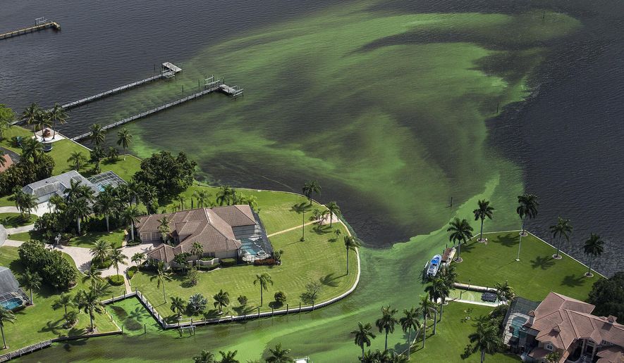 FILE- In this June 29, 2016 file photo, an aerial photo shows blue-green algae enveloping an area along the St. Lucie River in Stuart, Fla. The Indian River Lagoon is the most diverse lagoon ecosystem in the Northern hemisphere. (Greg Lovett/The Palm Beach Post via AP, File)