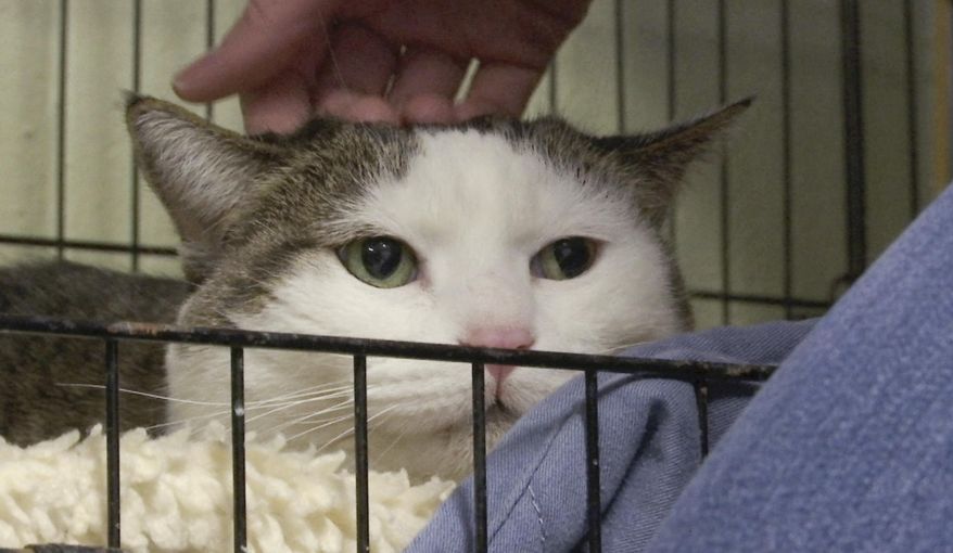 In this Feb. 10, 2017, frame from video, Tyson’s Place Animal Rescue founder Jill Bannink-Albrecht pets a cat at a shelter in Holland, Mich. Tyson’s Place focuses on pets whose owners have been diagnosed with a terminal illness or otherwise are unable to care for them. (AP Photo/Mike Householder)