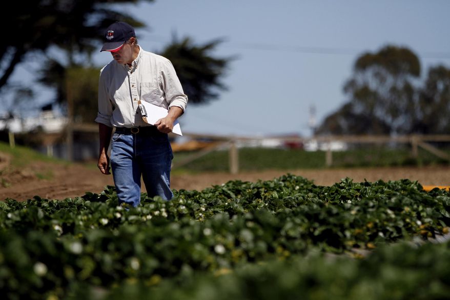 CORRECTS YEAR TO 2014-This photo taken April 7, 2014, shows Douglas Shaw, a UC Davis plant science professor walking through strawberry fields in Watsonville, Calif. Shaw spent his career toiling in the fields in California to grow the perfect strawberry, one that was plump and bright red yet remained sweet even after the long trip to grocery stores across the country. When the professor retired from the University of California at Davis and set up his own strawberry-breeding business, though, he found himself in a legal jam. In a case set for trial in federal court later this month, the university is suing Shaw and his scientific partner, saying they stole the school's intellectual property by taking some of the fruits of their research with them. (Francine Orr/Los Angeles Times via AP)