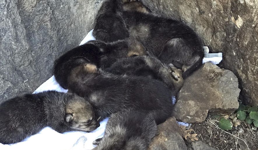 This photo provided by the U.S. Fish and Wildlife Service Mexican Wolf Interagency Field Team, shows a San Mateo Mexican wolf litter, including two pups cross-fostered from the Illinois Brookfield Zoo, in their wild den in New Mexico on May 3, 2017. Federal wildlife officials say they have successfully placed two captive-born Mexican gray wolf pups into the wild den with a foster family, clearing the way for a cross-fostering project aimed at boosting genetic diversity among wolves in the wild in New Mexico and Arizona. (U.S. Fish and Wildlife Service/Mexican Wolf Interagency Field Team via AP)