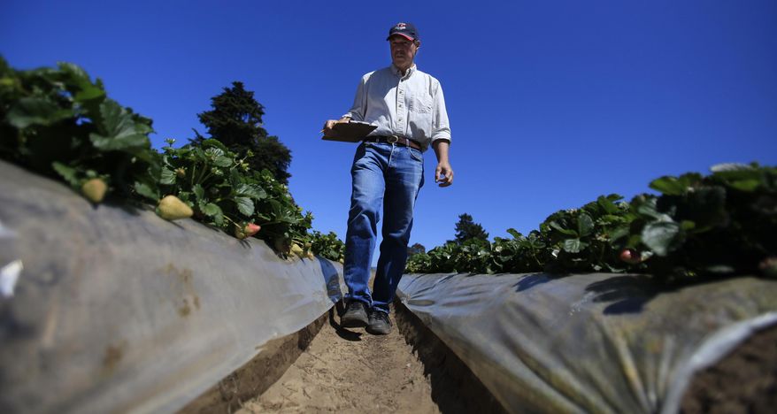 This photo taken April 7, 2014, shows Douglas Shaw, a UC Davis plant science professor walking through strawberry fields in Watsonville, Calif. Shaw spent his career toiling in the fields in California to grow the perfect strawberry, one that was plump and bright red yet remained sweet even after the long trip to grocery stores across the country. When the professor retired from the University of California at Davis and set up his own strawberry-breeding business, though, he found himself in a legal jam. In a case set for trial in federal court later this month, the university is suing Shaw and his scientific partner, saying they stole the school's intellectual property by taking some of the fruits of their research with them. (Francine Orr/Los Angeles Times via AP)
