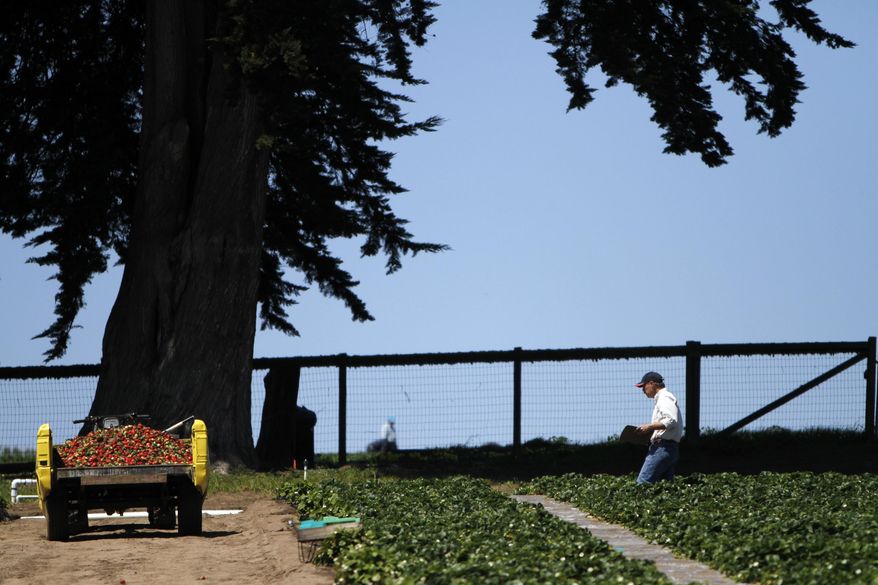 This photo taken April 7, 2014, shows Douglas Shaw, a UC Davis plant science professor walking through strawberry fields in Watsonville, Calif. Shaw spent his career toiling in the fields in California to grow the perfect strawberry, one that was plump and bright red yet remained sweet even after the long trip to grocery stores across the country. When the professor retired from the University of California at Davis and set up his own strawberry-breeding business, though, he found himself in a legal jam. In a case set for trial in federal court later this month, the university is suing Shaw and his scientific partner, saying they stole the school's intellectual property by taking some of the fruits of their research with them. (Francine Orr/Los Angeles Times via AP)