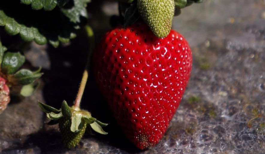The annual Delaplane Strawberry Festival is scheduled in May at Sky Meadows State Park in Virginia. (Associated Press/File)