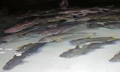 growing_sablefish_16421.jpg