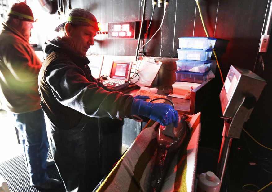 In this photo taken March 28, 2017, Ken Massee, right, a biologist with the National Oceanic and Atmospheric Administration, uses an ultrasound device to scan the belly of an anesthetized sablefish to tell if it's female and has eggs to collect at a research facility in Manchester, Wash. The silvery-black fish prized for their buttery flavor live deep in the ocean, so researchers keep their labs cold and dark to simulate ideal conditions for sablefish larvae. (AP Photo/Ted S. Warren)