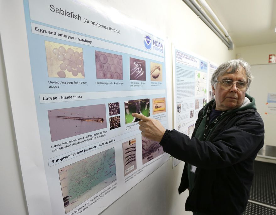 In this photo taken March 28, 2017, Rick Goetz, a program manager with the National Oceanic and Atmospheric Administration, explains the life cycle of a sablefish using a poster at a research facility in Manchester, Wash. Scientists are studying sablefish genetics and investigating ways to make it easier and more efficient to commercially grow and farm the fish. (AP Photo/Ted S. Warren)
