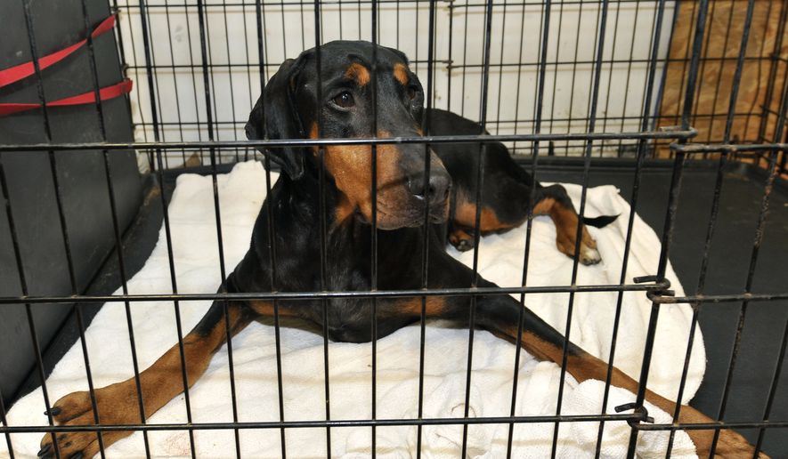 Cindy-Rella, an abused Doberman pinscher, is pictured at the Second Chance Wildlife Rescue facility in Farmingville, N.Y., on Oct. 14, 2010. (Associated Press) **FILE**