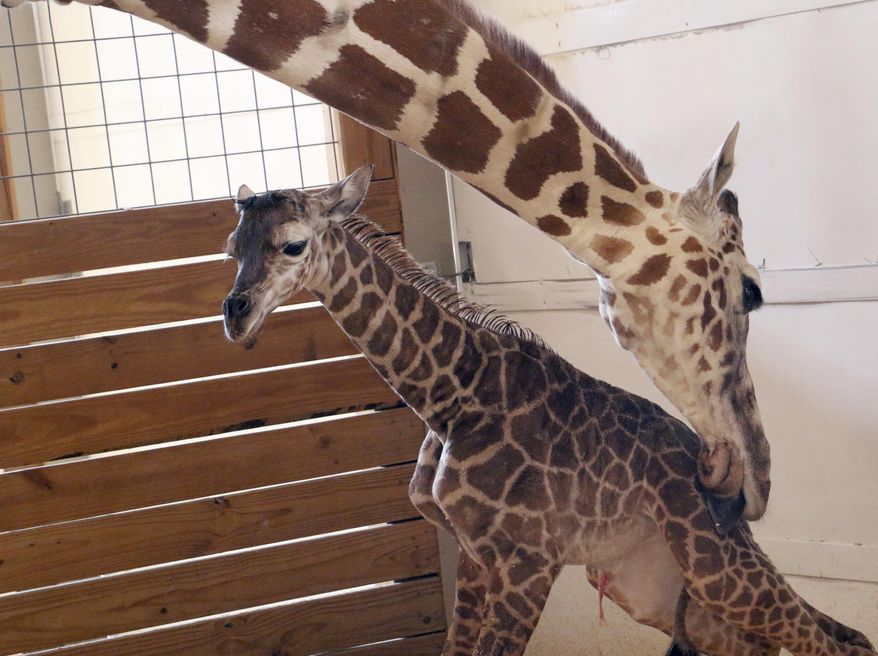 FILE - In this April 15, 2017, file photo, provided by Animal Adventure Park in Binghamton, N.Y., a giraffe named April licks her new calf. People hoping to get an up-close look at April the giraffe’s baby born before a live stream audience will have to wait a little longer. Animal Adventure Park originally planned to open for the season this weekend, but delayed the date until Monday, May 15, because of cool and rainy conditions in the forecast. (Animal Adventure Park via AP, File)