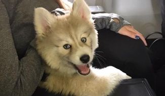 In this photo provided by Carlos Correa, Correa&#39;s girlfriend Daniella Rodriguez sits with his puppy, Groot, on a plane at Palm Beach International Airport in Palm Beach, Fla., on March 6, 2017. “He&#39;s going to be more famous than me,&amp;quot; Correa said. This star in the making is a Pomeranian and husky mix. The &amp;quot;pomsky&amp;quot; is Correa’s first dog and he’s already shown some star power. A video Correa posted on Instagram of Groot chasing a baseball has been viewed more than 1.3 million times. (Carlos Correa via AP)