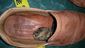 australia_toad_warning_55896.jpg