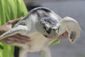 sea_turtle_rescued_45501.jpg