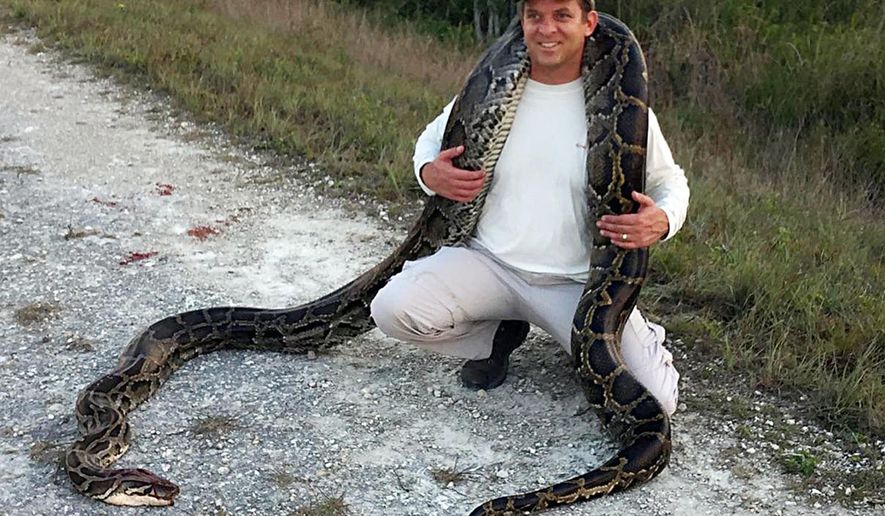 This Monday, May 15, 2017, photo provided by the South Florida Water Management District shows Florida Lt. Gov. Carlos Lopez Cantera with a 15-foot-4 inch python caught in the Everglades in Florida. Cantera went python hunting with the district hunters. (Bobby Hill/South Florida Water Management District via AP)