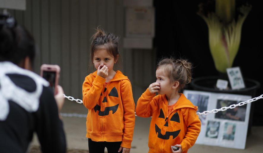 Kareen Fulton, 4, center, and her sister, Snow, 2, cover their noses as they pause for photos in front of an Amorphophallus titanum, better known as the corpse flower, at Cal State Fullerton Tuesday, May 16, 2017, in Fullerton, Calif. The flower lets off a smell while blooming, that some say is akin to smelling like rotting flesh. (AP Photo/Jae C. Hong)