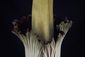 stinky_flower_blooms_97689.jpg