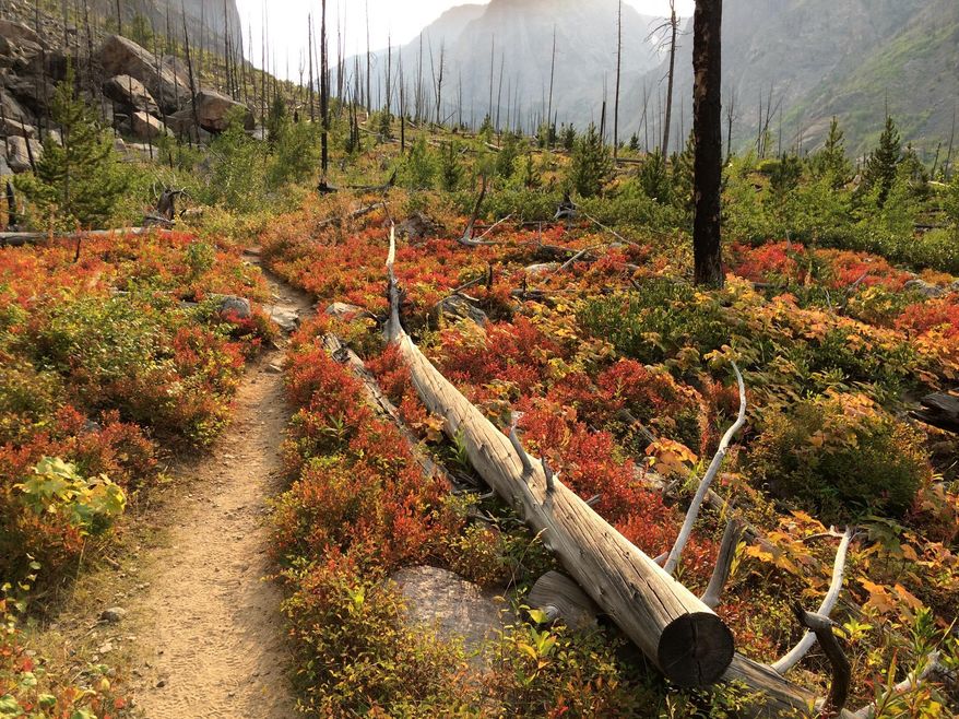 In this Aug. 29, 2016 photo, the autumn colors burst out from the grasses and bushes lining the Beaten Path, a 26-mile hiking trail that crosses through Montana's Absaroka-Beartooth Wilderness. (Mike Eckel via AP)