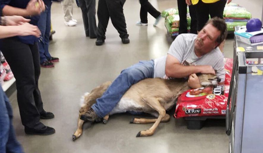 The Tuesday, May 16, 2017, photo, provided by Stephanie L Koljonen shows Tom Grasswick, a customer at a Walmart store in Wadena, Minn., holding onto a confused white-tailed deer that wandered into the store. Grasswick covered the eyes of the startled deer and he and others managed to remove the animal and set it free outdoors. (Stephanie L Koljonen via AP)