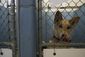 exchange-crowded_animals_66161.jpg
