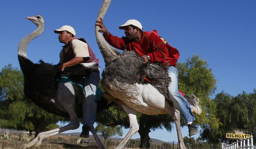 FILE -- In this Sunday, June 27, 2010 file photo two men compete in an ostrich race at Highgate ostrich farm in Oudtshoorn, South Africa. Clambering onto an ostrich for a ride used to be popular among tourists in a South African town of Oudtshoorn known of as the “ostrich capital of the world.” Not so much anymore. Two major ostrich farms in Oudtshoorn have stopped offering ostrich rides to tourists, responding to concerns about the birds’ welfare. A third farm is sticking with the feature, saying it is regulated and that ostriches do not experience discomfort.. The Highgate farm, however, continues to offer ostrich rides.(AP Photo/Shuji Kajiyama, File)