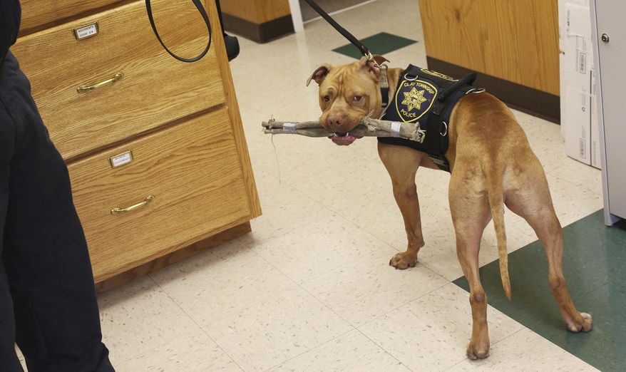 In this May 18, 2017 photo, Leonard, the new Clay Township narcotics detection K-9 officer Leonard. is pictured at the Clay Township police department near Genoa, Ohio. Leonard is the first pit bull K-9 officer in Ohio. (Katie Rausch/The Blade via AP)
