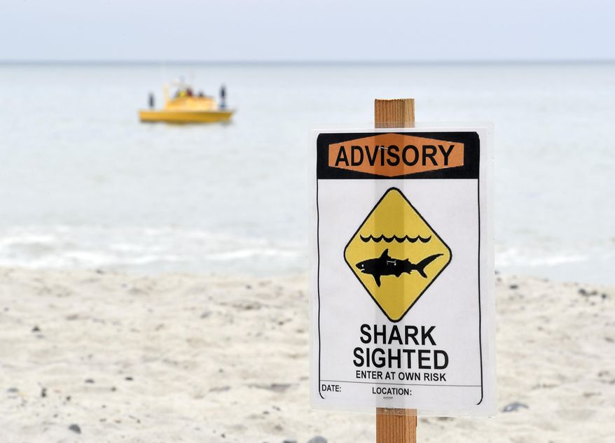 Lifeguards and researchers search for sharks to tag in the water off Capo Beach in Dana Point, Calif., on Wednesday, May 24, 2017. (Jeff Gritchen/The Orange County Register via AP)