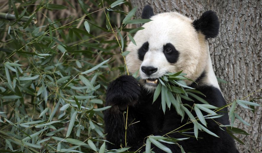 In this photo taken Dec. 19, 2011, Mei Xiang, the female giant panda at the Smithsonian&#39;s National Zoo in Washington, eats breakfast. Zoo officials in Washington are hoping to get panda mom Mei Xiang pregnant, again. Smithsonian National Zoo officials say they performed two artificial inseminations Thursday on 18-year-old Mei Xiang.  (AP Photo/Susan Walsh)