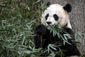 panda_pregnancy_75349.jpg