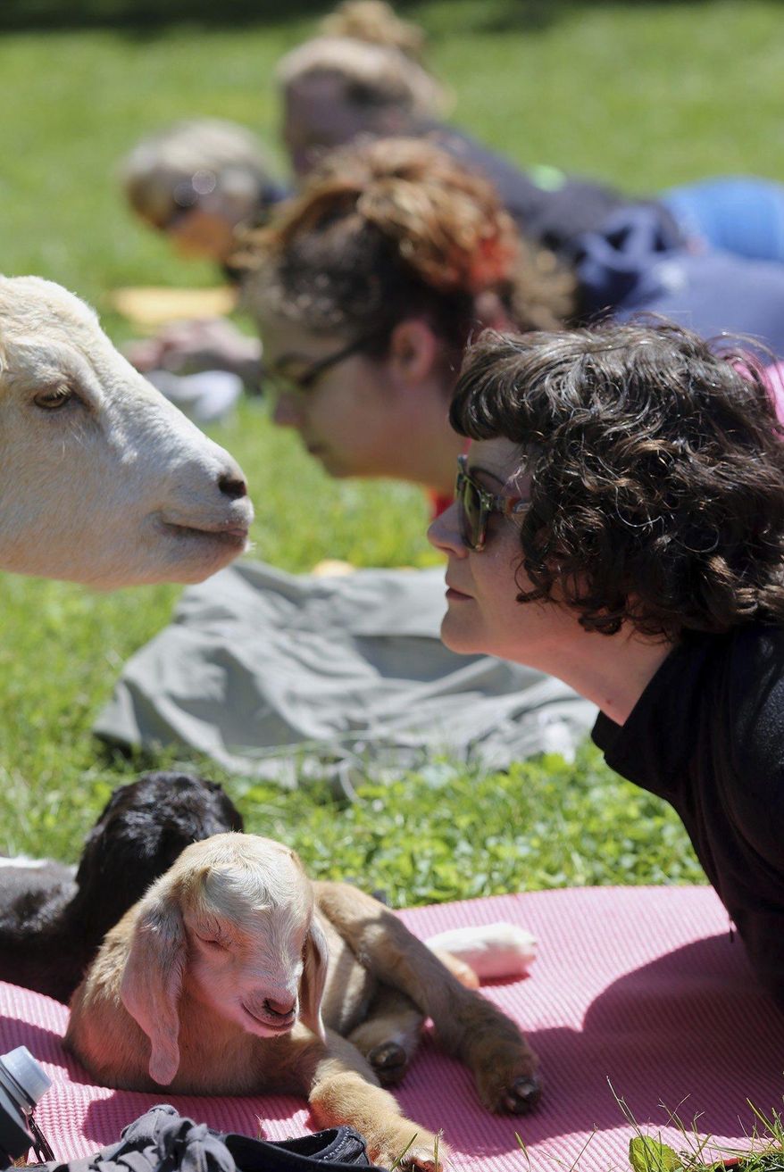 In this May 7, 2017, photo, Jen Johnson practices yoga while goats sit on her mat at Harrison Farm in Groveport, Ohio. The class integrates an outdoor environment with yoga practice, goats are allowed to wander during the class. (Brooke LaValley/The Columbus Dispatch via AP)