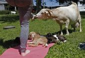 exchange_goat_yoga_37401.jpg