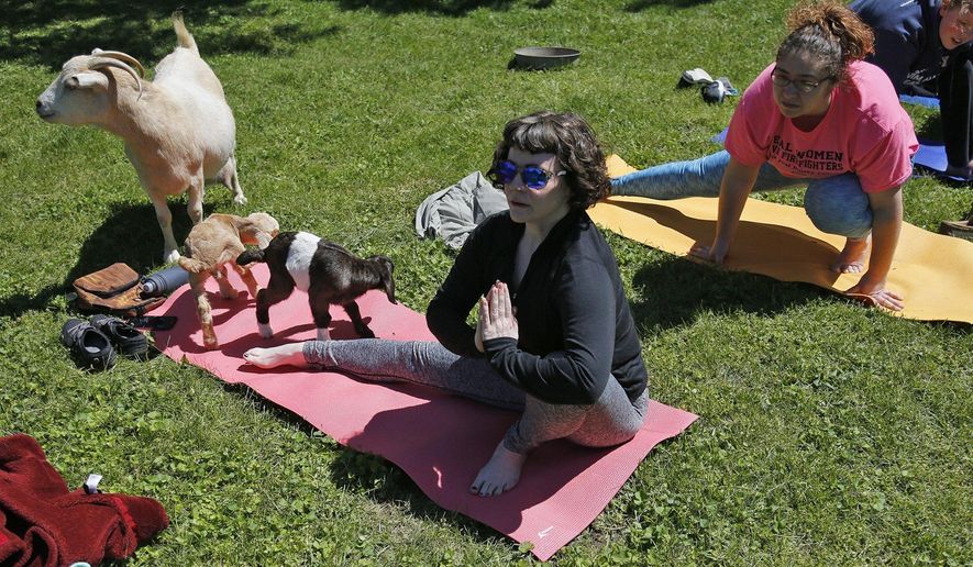In this May 7, 2017, photo, Jen Johnson practices yoga while goats sit on her mat at Harrison Farm in Groveport, Ohio. The class integrates an outdoor environment with yoga practice, goats are allowed to wander during the class. (Brooke LaValley/The Columbus Dispatch via AP)