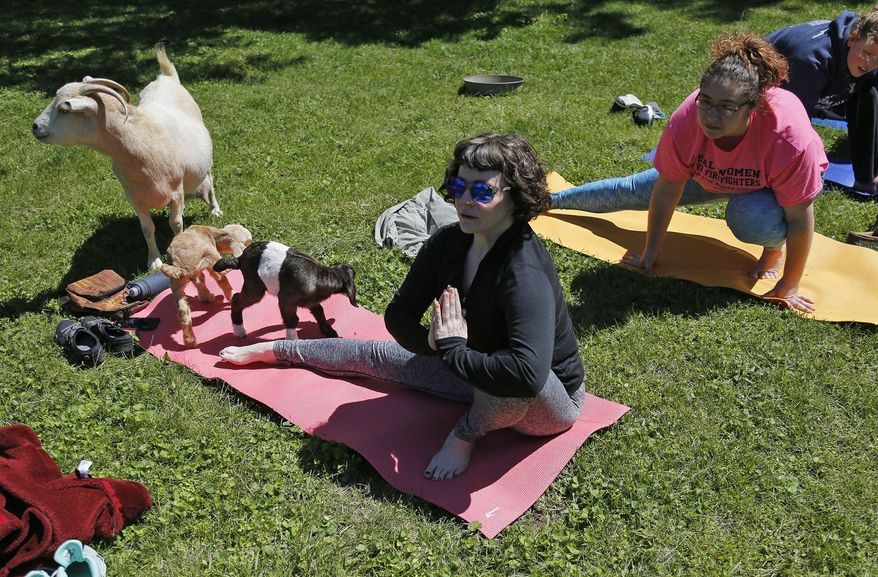 In this May 7, 2017, photo, Jen Johnson practices yoga while goats sit on her mat at Harrison Farm in Groveport, Ohio. The class integrates an outdoor environment with yoga practice, goats are allowed to wander during the class. (Brooke LaValley/The Columbus Dispatch via AP)