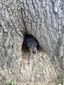 aptopix_dog_trapped_in_tree_71294.jpg
