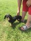 dog_trapped_in_tree_04472.jpg