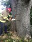 dog_trapped_in_tree_35771.jpg