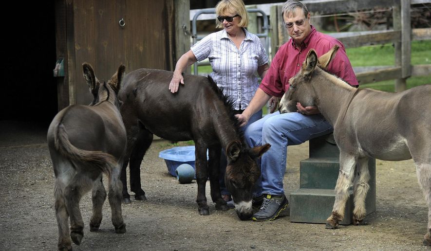 In this Thursday, June 1, 2017, Megg and Ted Hoffman sit with their three remaining donkeys, Merlin, Max and Murdock, on their Kent, Conn. farm. The Connecticut family said a black bear killed and ate one of their beloved donkeys on May 21. (Carol Kaliff/Hearst Connecticut Media via AP)