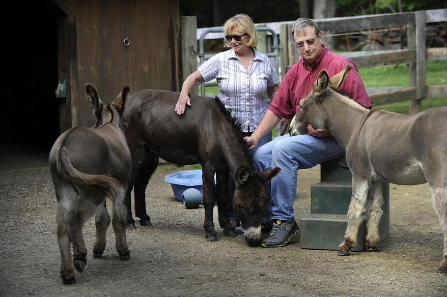 In this Thursday, June 1, 2017, Megg and Ted Hoffman sit with their three remaining donkeys, Merlin, Max and Murdock, on their Kent, Conn. farm. The Connecticut family said a black bear killed and ate one of their beloved donkeys on May 21. (Carol Kaliff/Hearst Connecticut Media via AP)