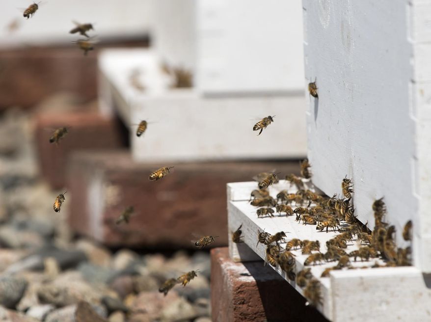 This photo taken May 31, 2017, shows four bee hives containing sitting on the roof of the Cornhusker Marriott in Lincoln, Neb. Beekeepers Warren Nelson and his son, Trey, carried four bee-filled hives last week to the roof of the Lincoln Marriott Cornhusker Hotel, where they’ll multiply until the hotel is home to about 240,000 honey-producing bees. About 40,000 of the bees originally arrived to Nebraska in April from California after the hotel contacted Valhalla Bee Farm, which Warren Nelson operates. Nelson says he took care of the bees at his home for a few weeks until they multiplied to nearly 100,000. (Gwyneth Roberts/The Journal-Star via AP)