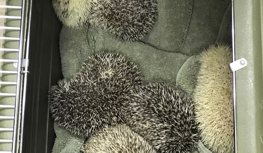 This Thursday, June 1, 2017 photo provided by the County of San Diego Communications Office shows some of the nine hedgehogs, now under the care of County Animal Services, after they were rescued Thursday, from a trash can in Ocean Beach, Calif. (County Animal Services/County of San Diego Communications Office via AP)