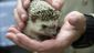 rescued_hedgehogs_57662.jpg