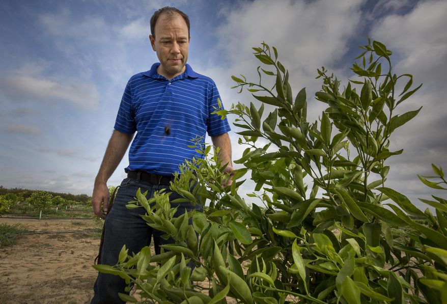 FOR RELEASE SATURDAY, JUNE 3, 2017, AT 3 A.M. EDT. - In this photo taken May 19, 2017, Jeff Hancock looks over a grove of Sugar Belle tangerines in one of Peace River Citrus groves in Fort Meade Fla. (Ernst Peters/The Ledger via AP)