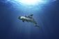 mexico_endangered_porpoise_38299.jpg