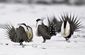 wind_power_sage_grouse_63320.jpg