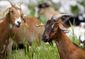 exchange-weed_eaters_75785.jpg