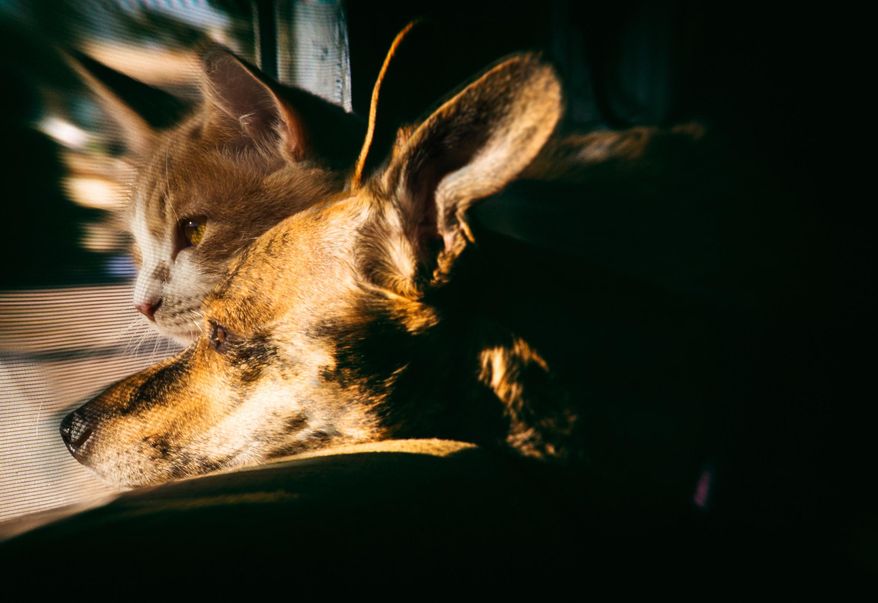 This 2013 photo provided by the estate of Rita Poe shows her dog Iggy and cat Sunshine, her traveling companions. Nancy Zingheim barely knew Poe when Poe approached her office at the RV park in Washington state, asking for help with her will. Weeks later, the 66-year-old Poe, an accomplished wildlife photographer, died of colorectal cancer, leaving nearly $800,000 to a dozen national wildlife refuges and parks, mostly in the West. She named Zingheim the executor. (Rita Poe/Estate of Rita Poe, via AP)