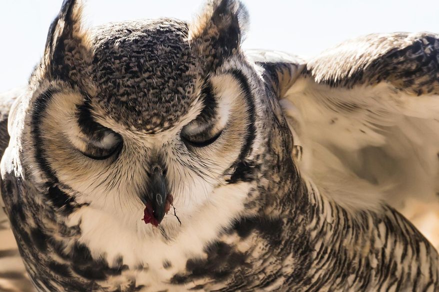This 2013 photo provided by the estate of Rita Poe shows her photo of a great horned owl. Nancy Zingheim barely knew Poe when Poe approached her office at the RV park in Washington state, asking for help with her will. Weeks later, the 66-year-old Poe, an accomplished wildlife photographer, died of colorectal cancer, leaving nearly $800,000 to a dozen national wildlife refuges and parks, mostly in the West. She named Zingheim the executor. (Rita Poe/estate of Rita Poe, via AP)
