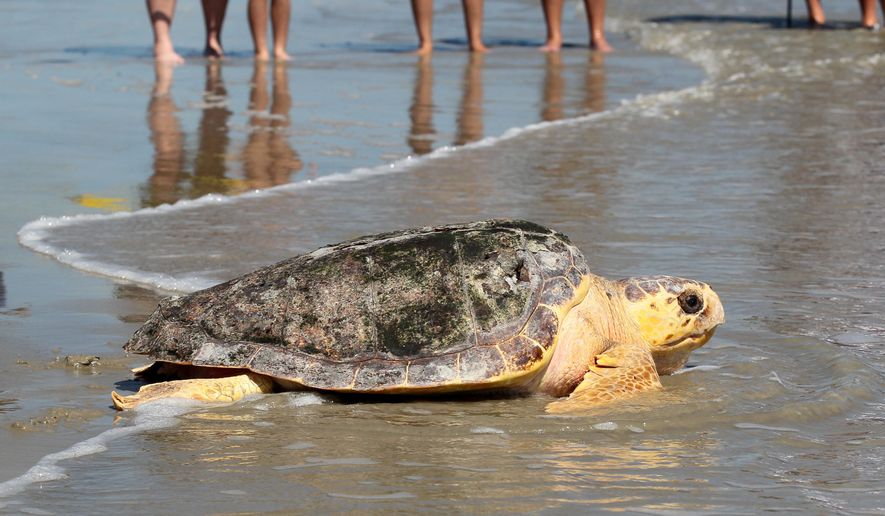 A 102-pound, female loggerhead sea turtle makes her way into the Gulf of Mexico on Wednesday Sept. 16, 2015, after being rehabilitated at the National Oceanic and Atmospheric Administration&#39;s sea turtle facility in Galveston, Texas. The turtle was caught off the Galveston Fishing Pier earlier this summer.  (Jennifer Reynolds/The Galveston County Daily News via AP) MANDATORY CREDIT