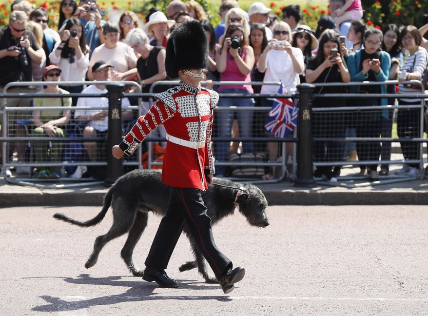 Domhnall, the regimental mascot for the 1st Battalion Irish Guards, parades past the crowd during the annual Trooping the Colour Ceremony in London, Saturday, June 17, 2017. (AP Photo/Kirsty Wigglesworth)