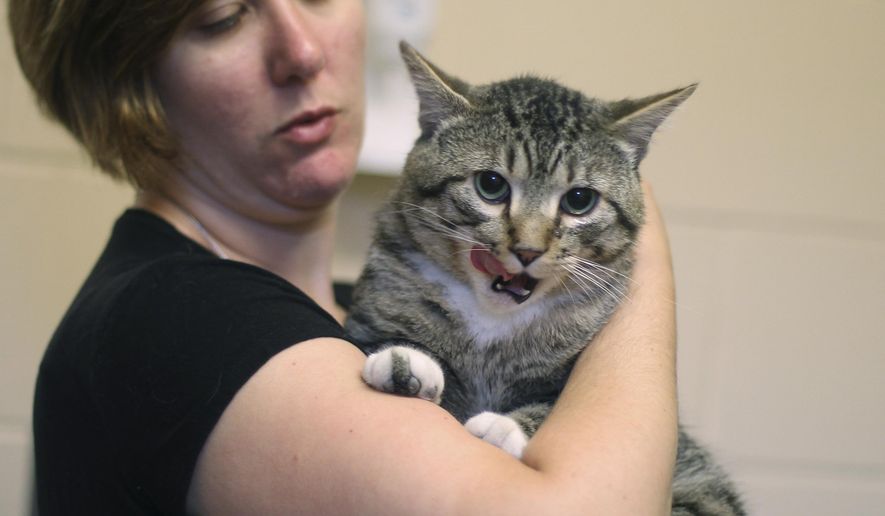 In this Friday, June 16, 2017 photo, a cat named Casey licks his chops while being held by Lissa Mascio at the at the New Hampshire Humane Society shelter in Laconia, N.H. Mascio, the shelter's development director, and other officials have been urging the state legislature to allow adoptions of cats with feline immunodeficiency virus. (AP Photo/Holly Ramer)