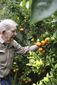 exchange_geothermal_greenhouses_59732.jpg