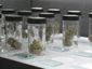 Nevada_Marijuana_11597.jpg-8c831.jpg